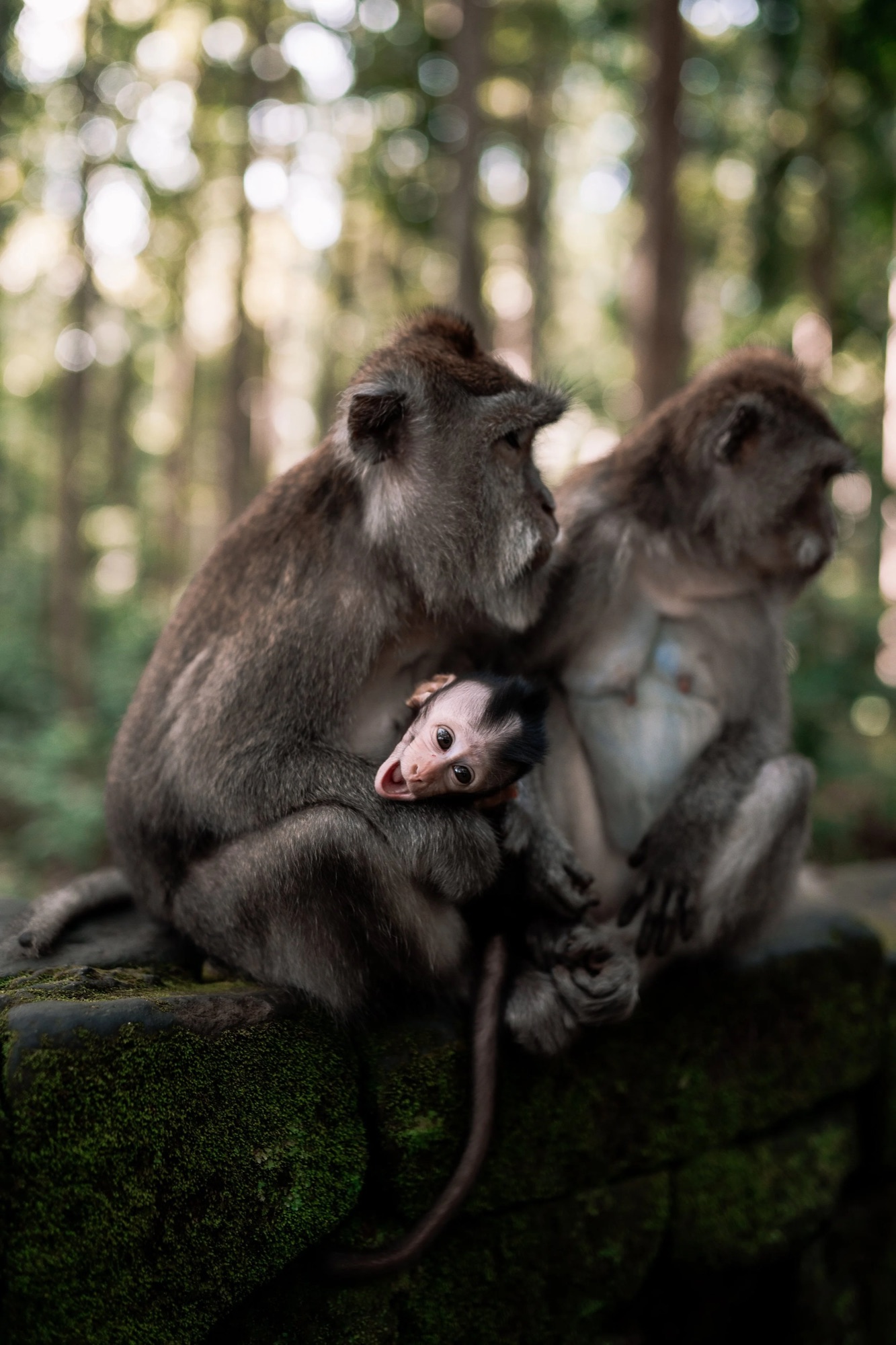 Ubud Monkey Family.jpg
