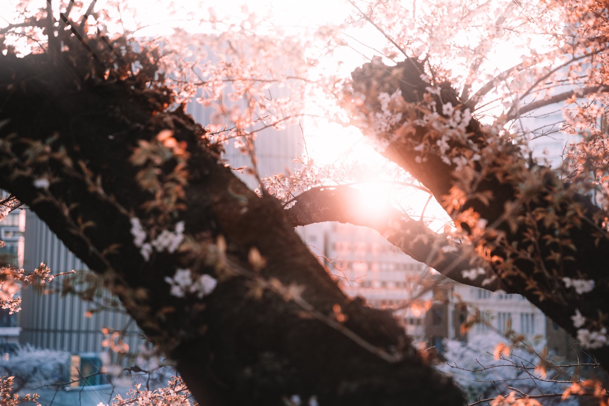 TokyoSakura2026_SSS09278-Edit.jpg
