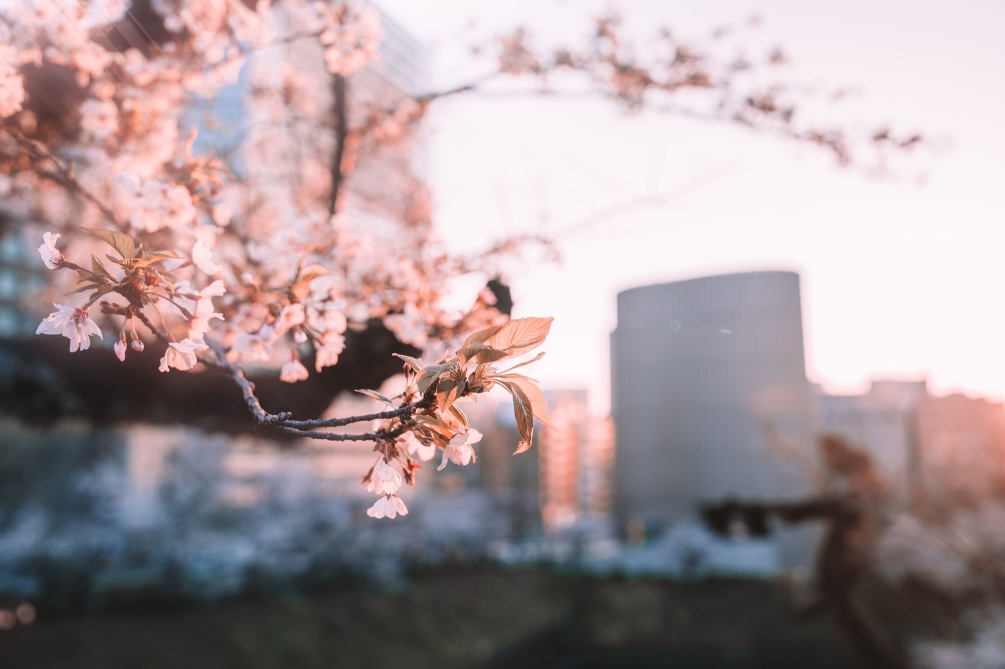 TokyoSakura2026_SSS09274-Edit.jpg