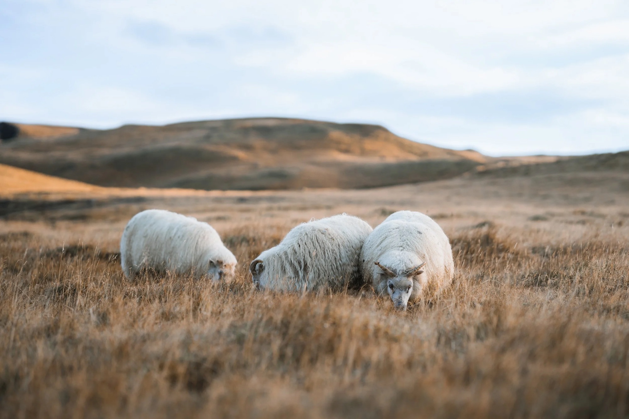 spenser-sembrat-tY5nUTo-2WE-unsplash.jpg