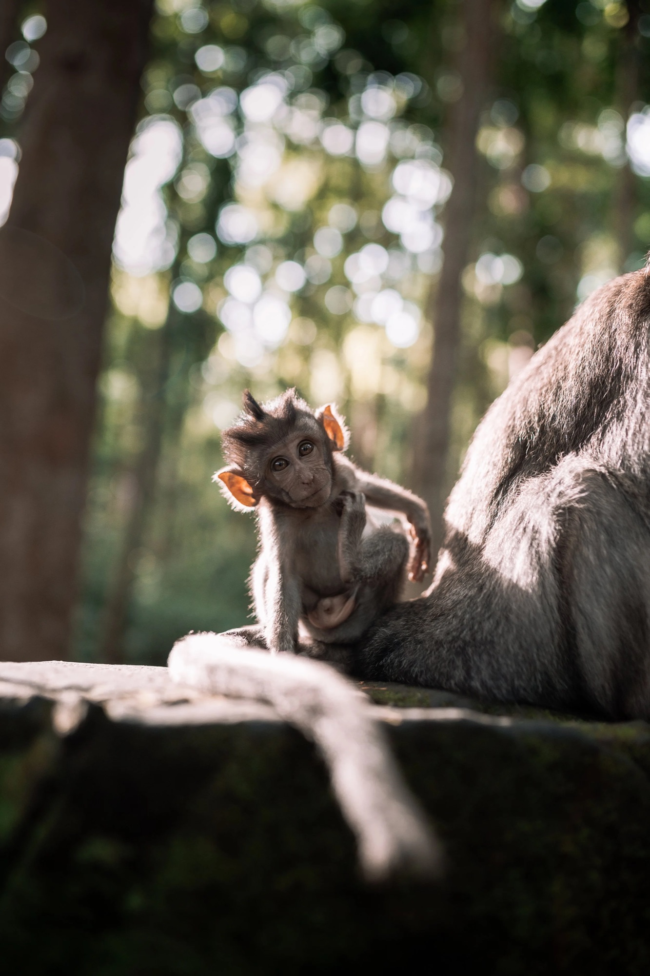 Ubud Monkey Family-3.jpg