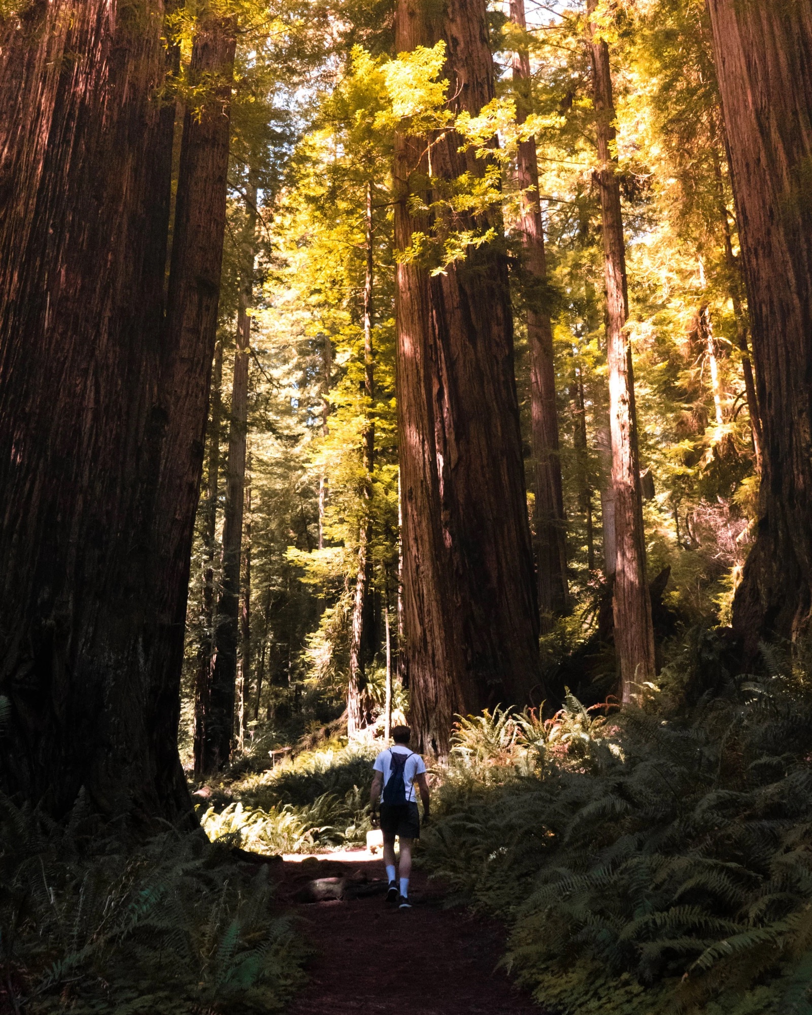 Davis Redwood.jpg