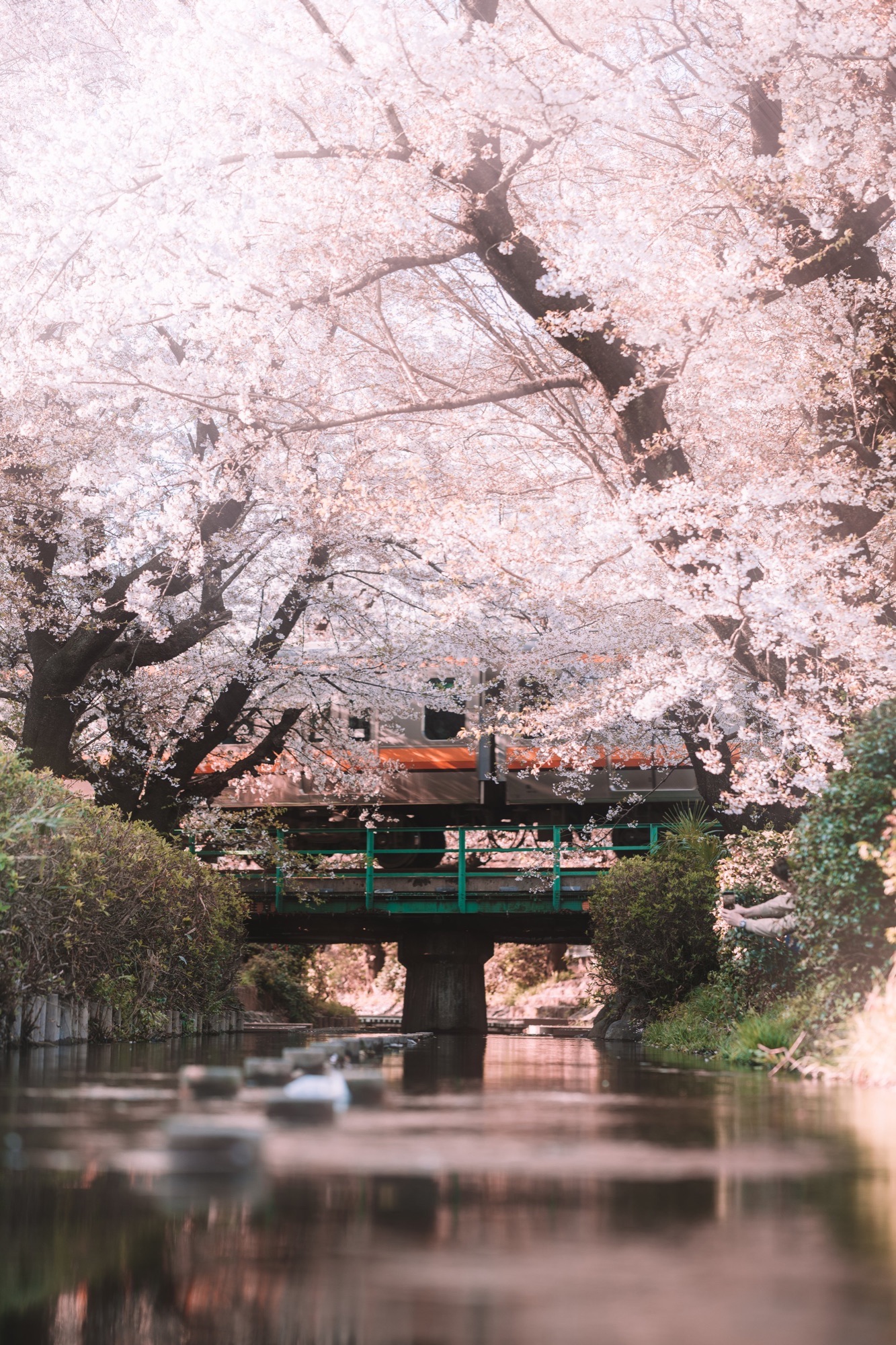 TokyoSakura2026_SSS09601-Edit.jpg