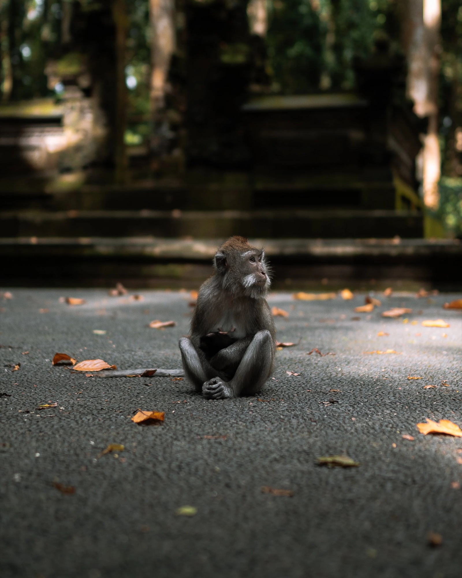 More monkeys.jpg