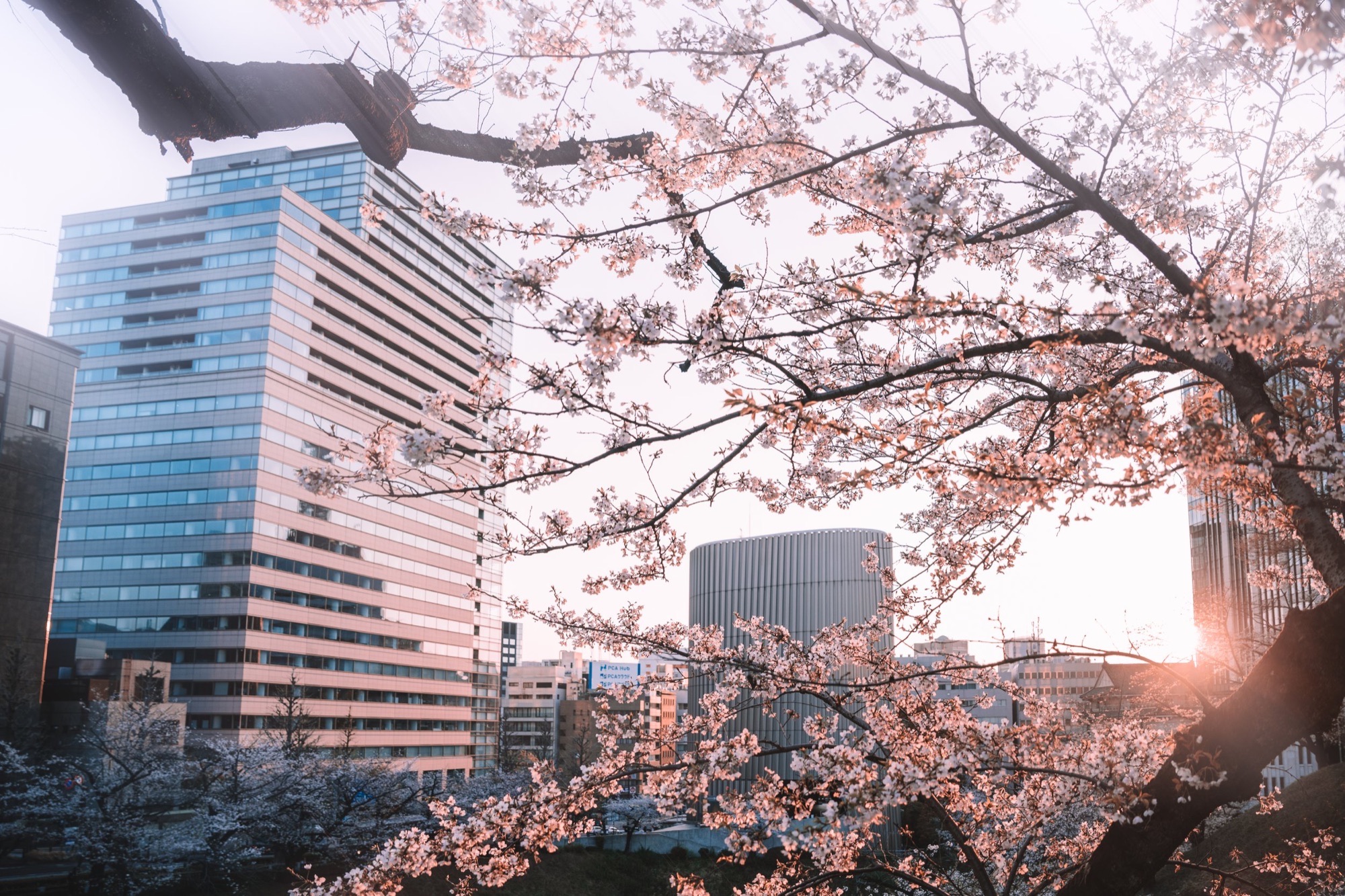 TokyoSakura2026_SSS09272-Edit.jpg