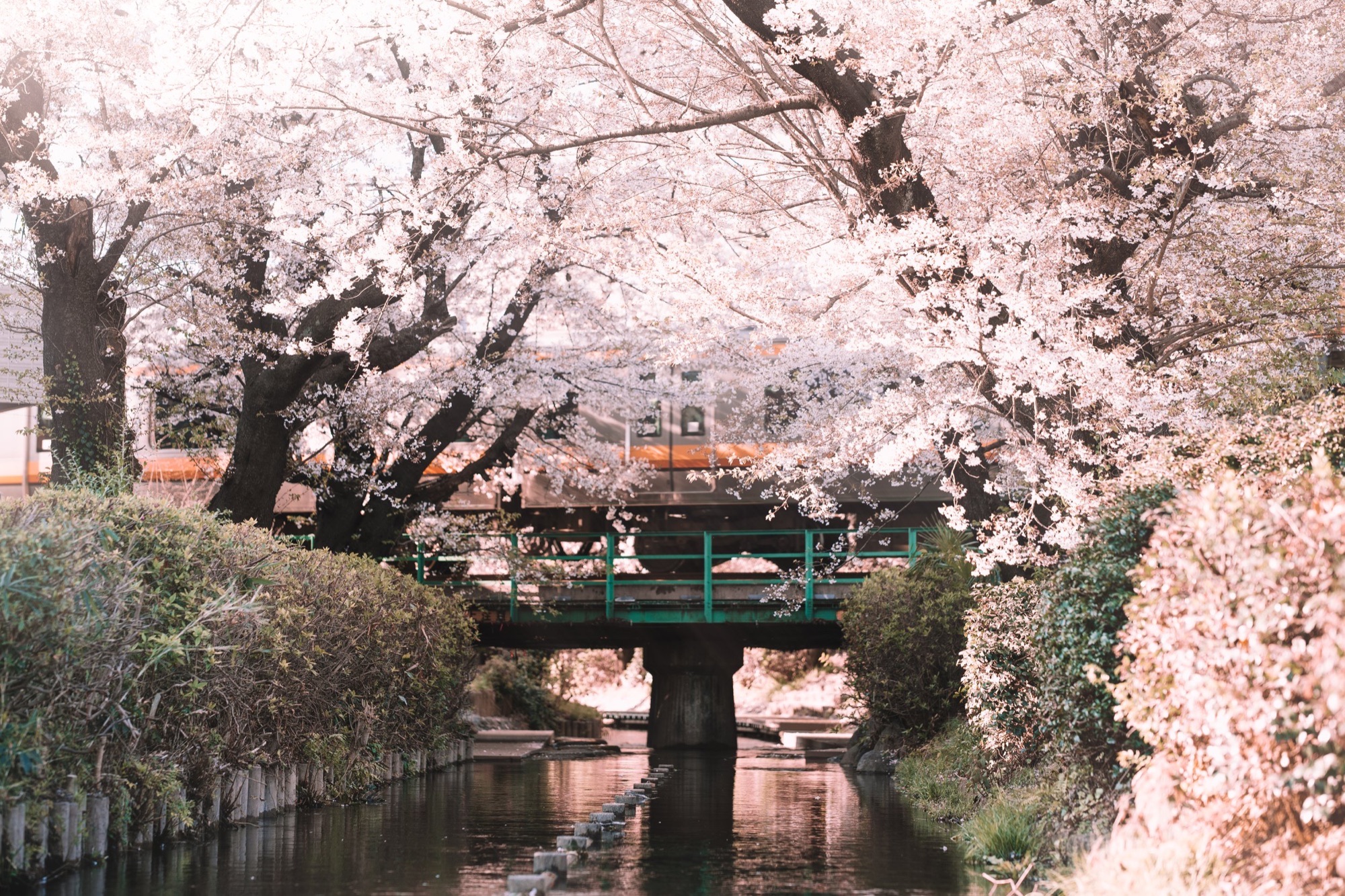 TokyoSakura2026_SSS09698-Edit.jpg