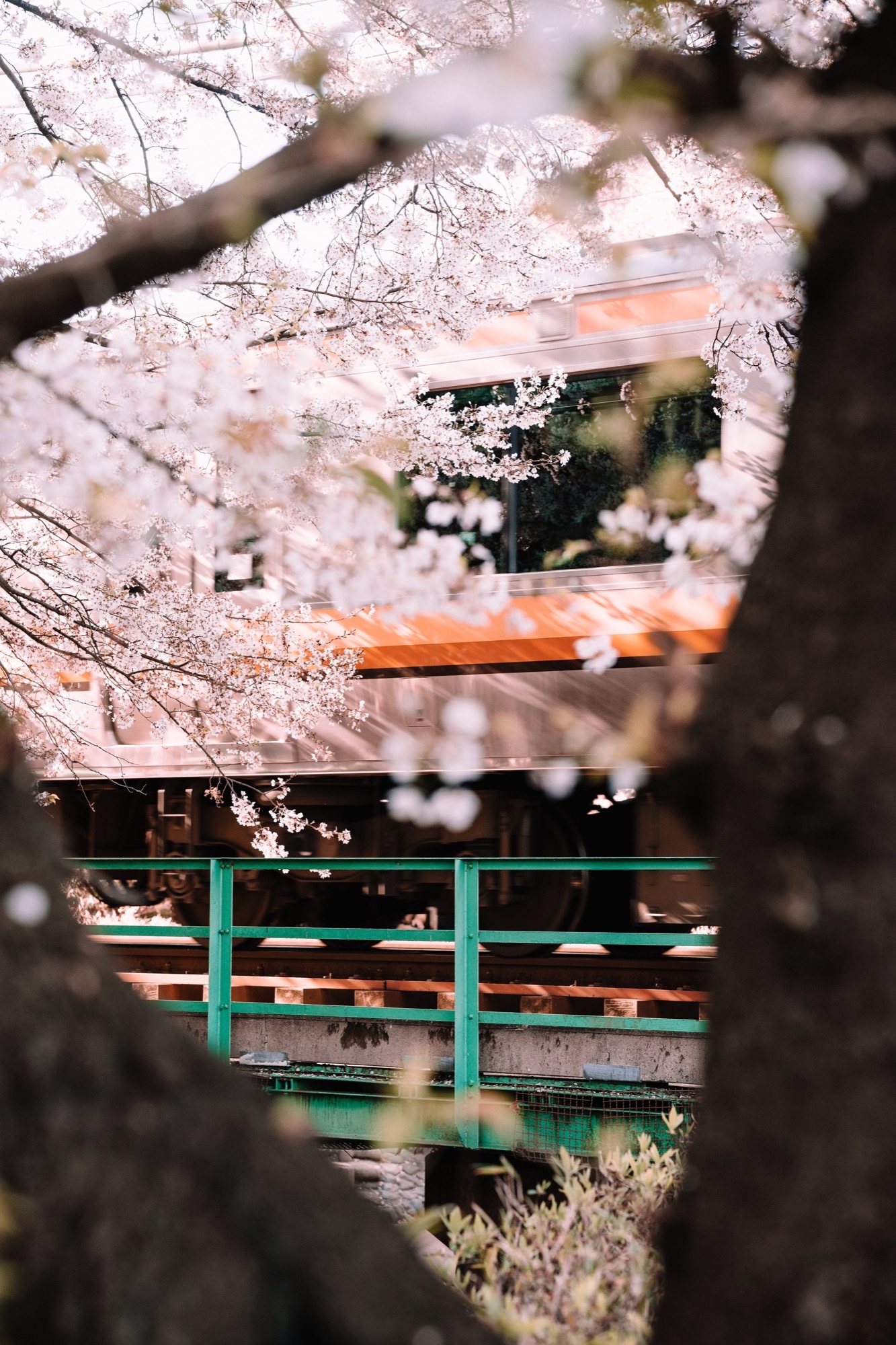 TokyoSakura2026_SSS09744.jpg