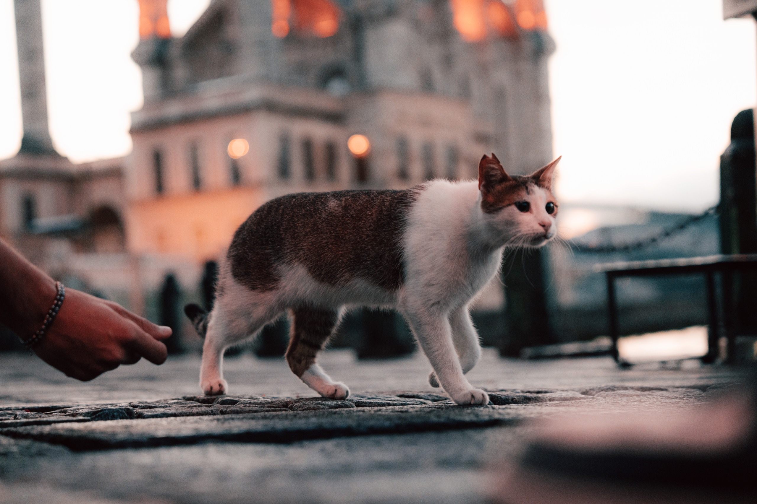Istanbul, Türkiye photography by Spenser Sembrat