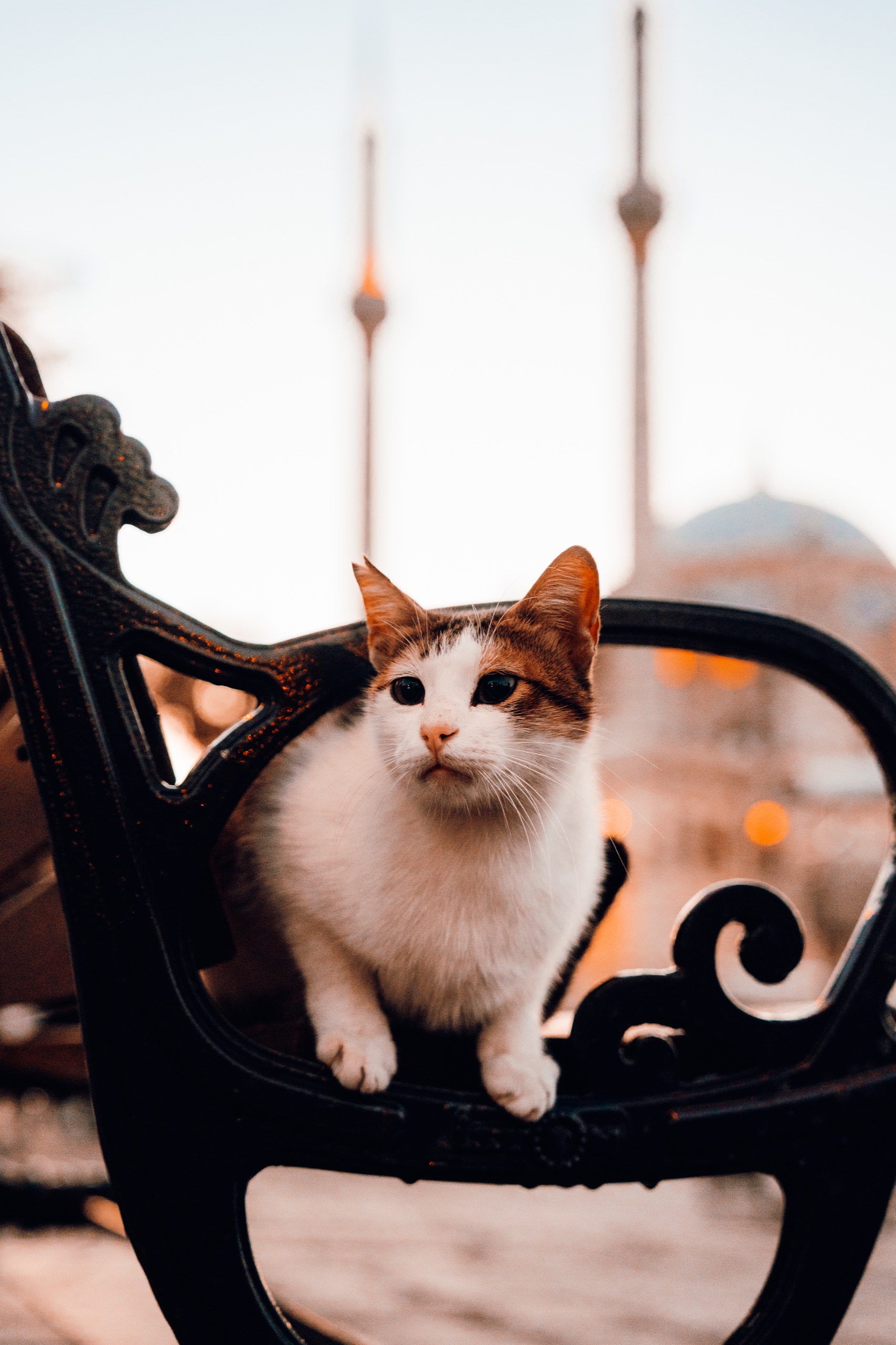 Istanbul, Türkiye photography by Spenser Sembrat