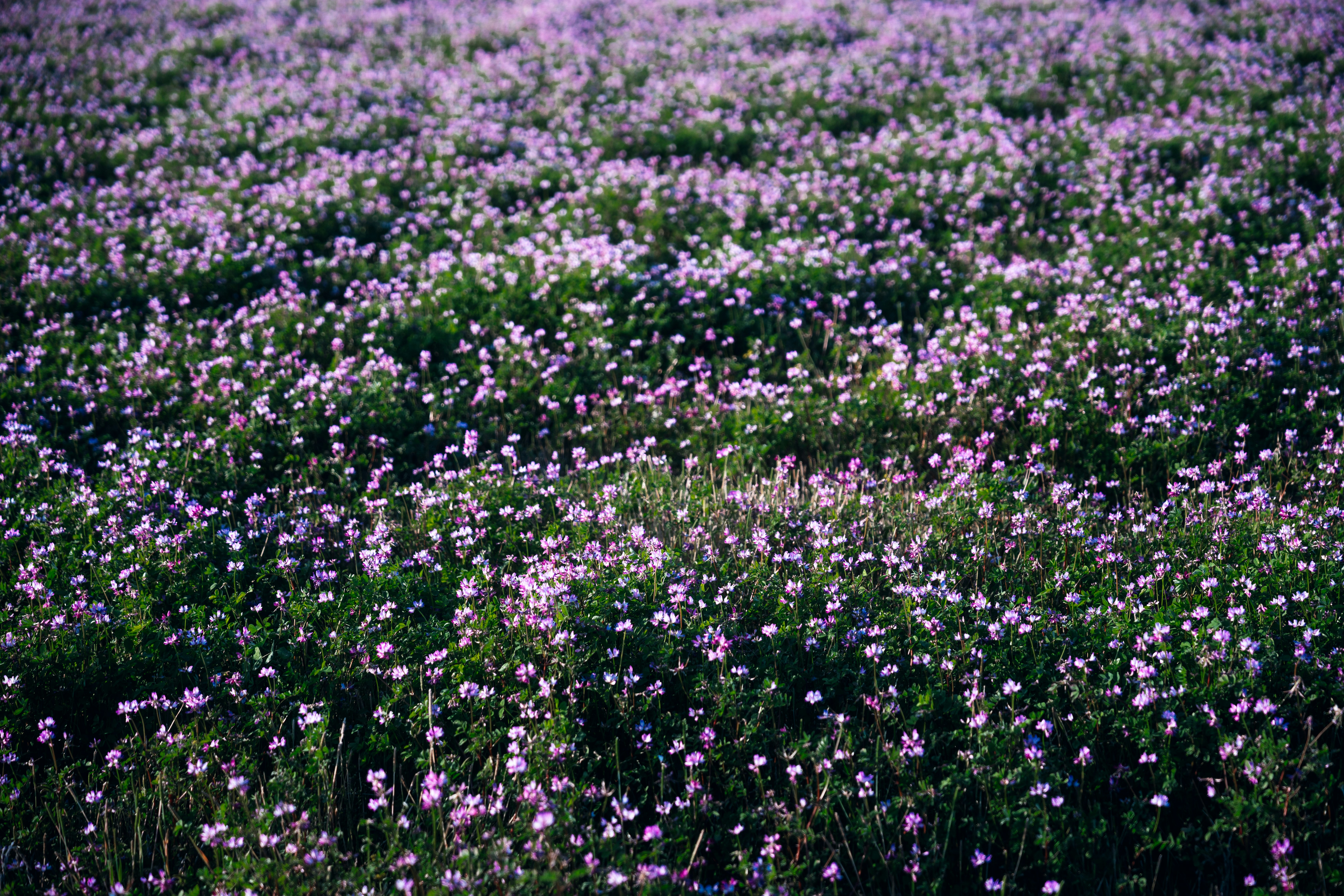 spenser-sembrat-jNODh0JB5cw-unsplash