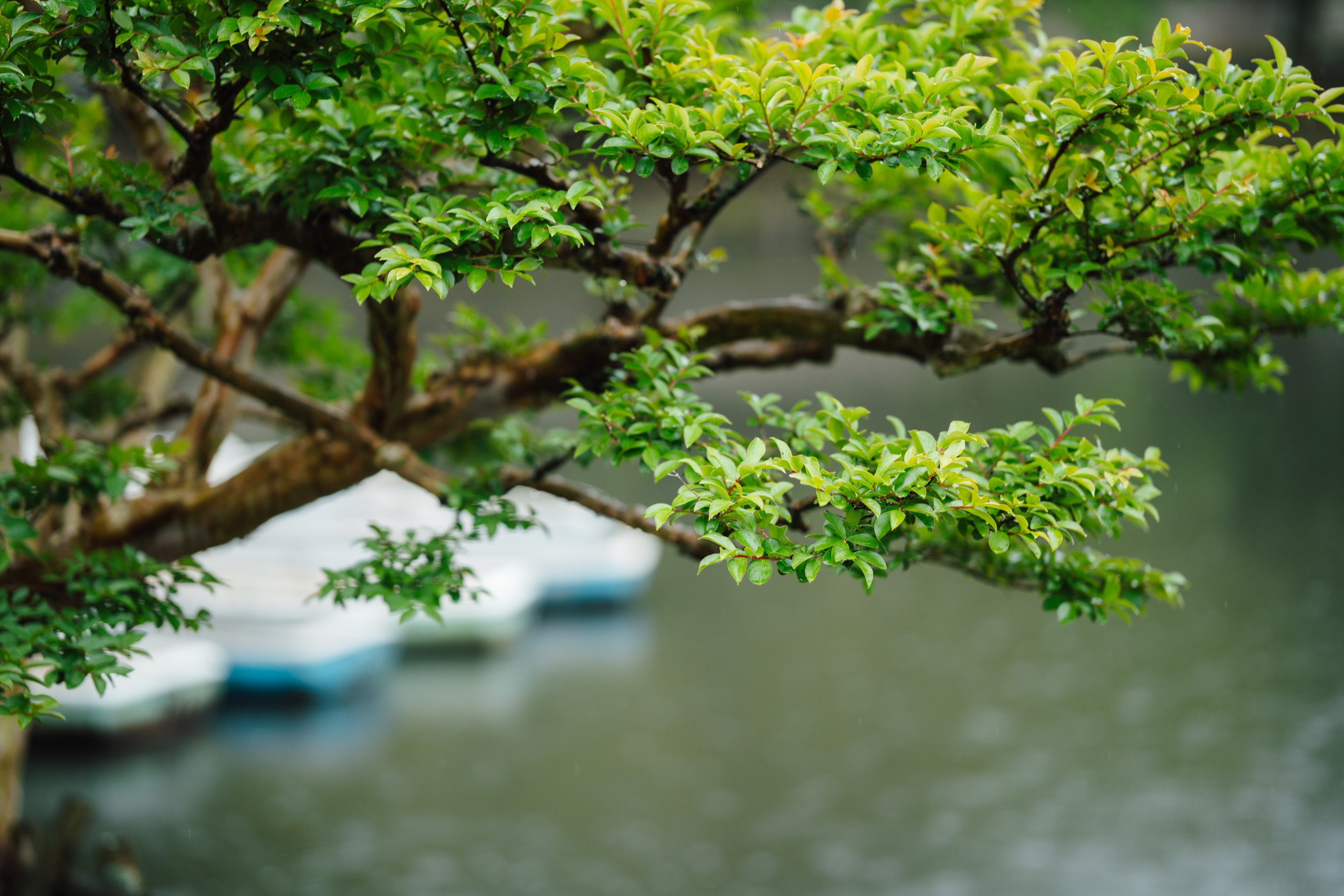 Nara, Japan photography by Spenser Sembrat