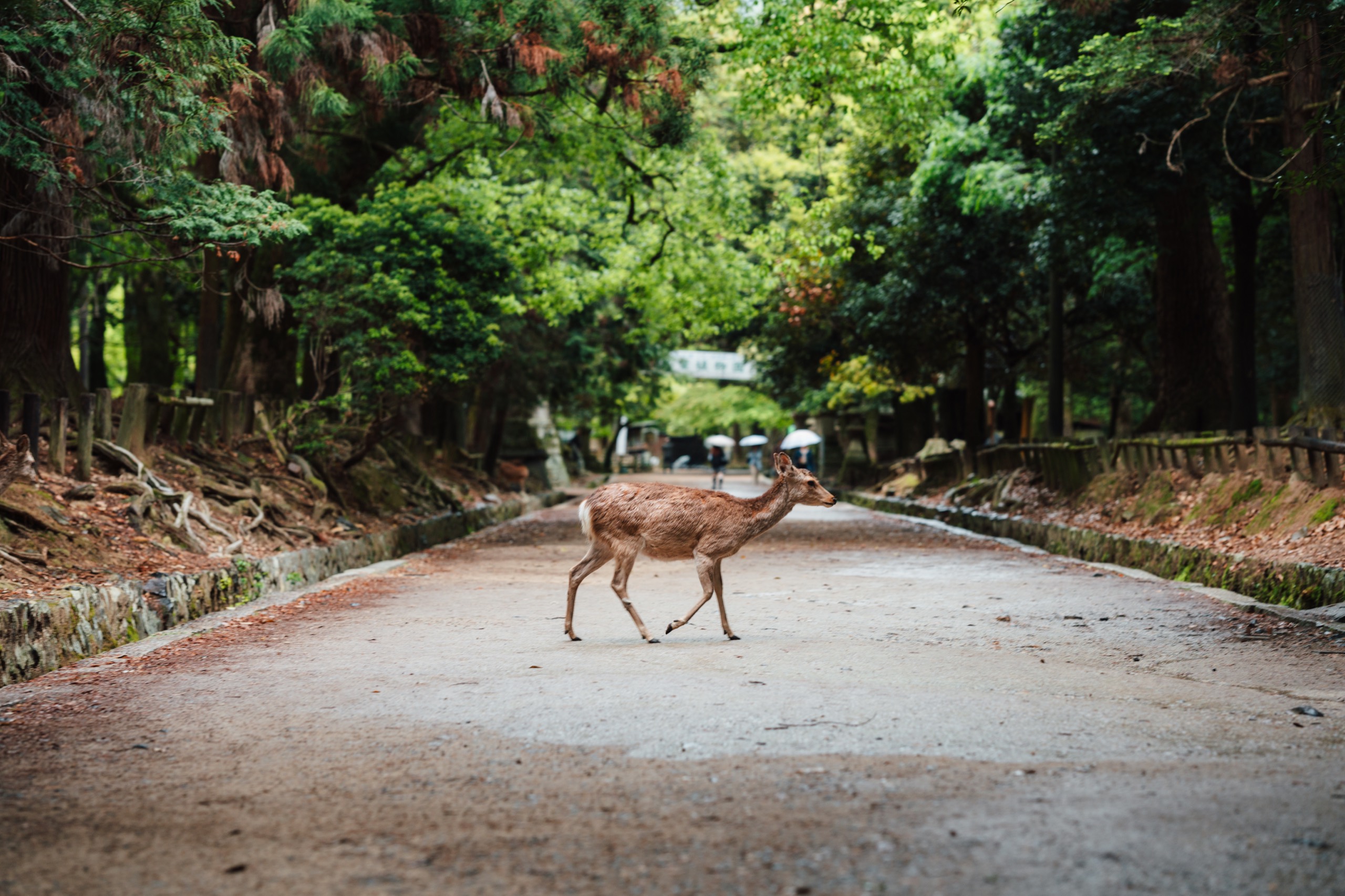 Nara, Japan photography by Spenser Sembrat